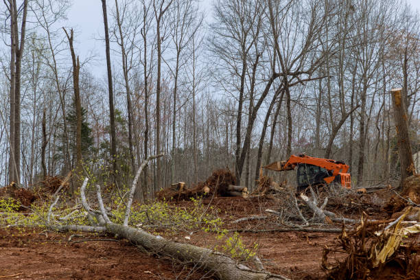 Best Lot and Land Clearing  in Princeton, TX